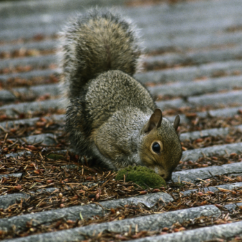 Professional Squirrel Removal Services in Kingston on Thames